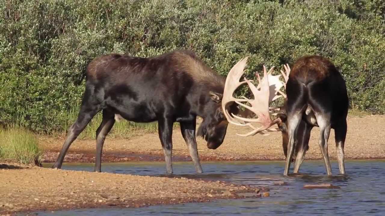 BIG BULL MOOSE RUT / September 2013-Wildlife Photography-Jackson Hole/Grand Teton Park/Yellowstone