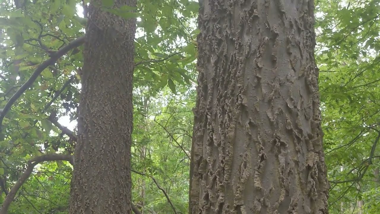 Hackberry - Terrible name, Phenomenal tree