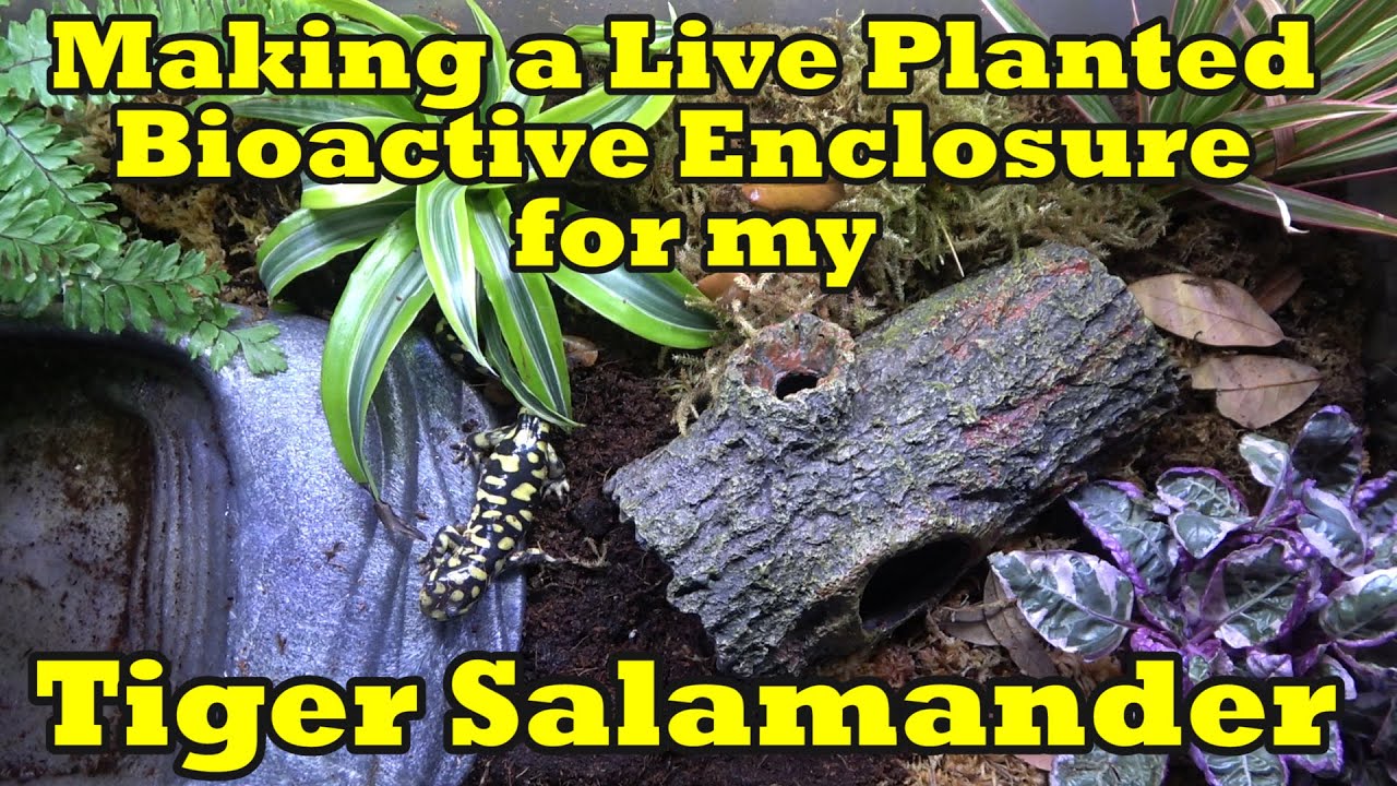 Making a Live Planted Bioactive Enclosure for my Tiger Salamander