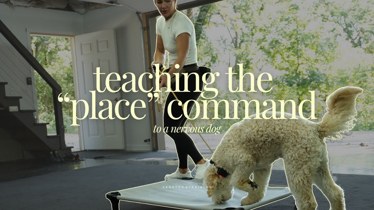 Teaching The Place Command To A Nervous Dog