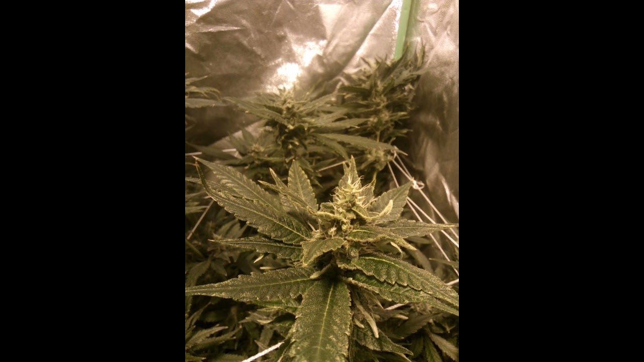 UK medical grow personal UK weed 🔥🔥🔥💯