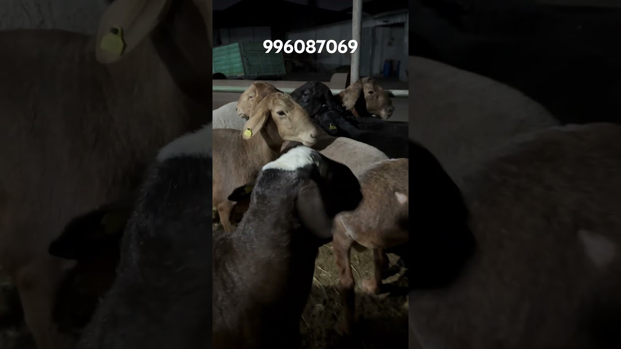 #uzbekistan #uzb #uzbek #rek #reels #video #instagram #shorts #гиссар