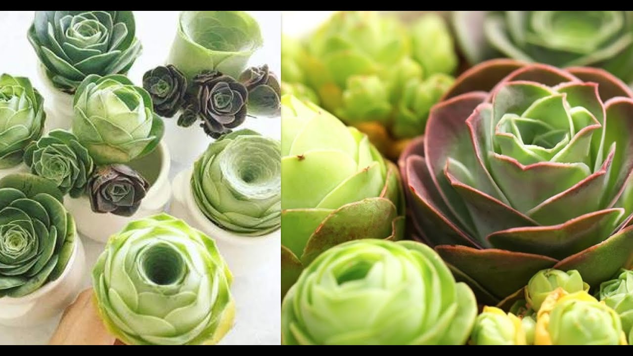 Sen đá hoa hồng xanh - Greenovia Rose Succulent 