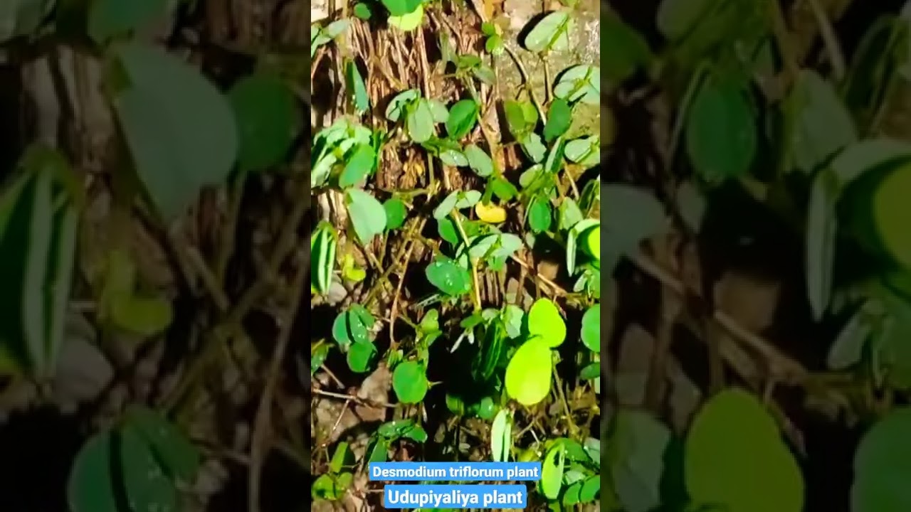 desmodium triflorum plant/udupiyaliya plant #short