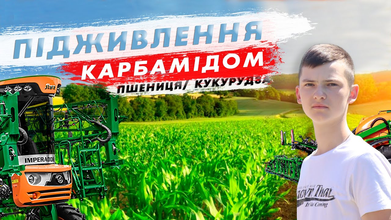 Підживлення карбамідом пшениці та кукурудзи. Вносимо добрива