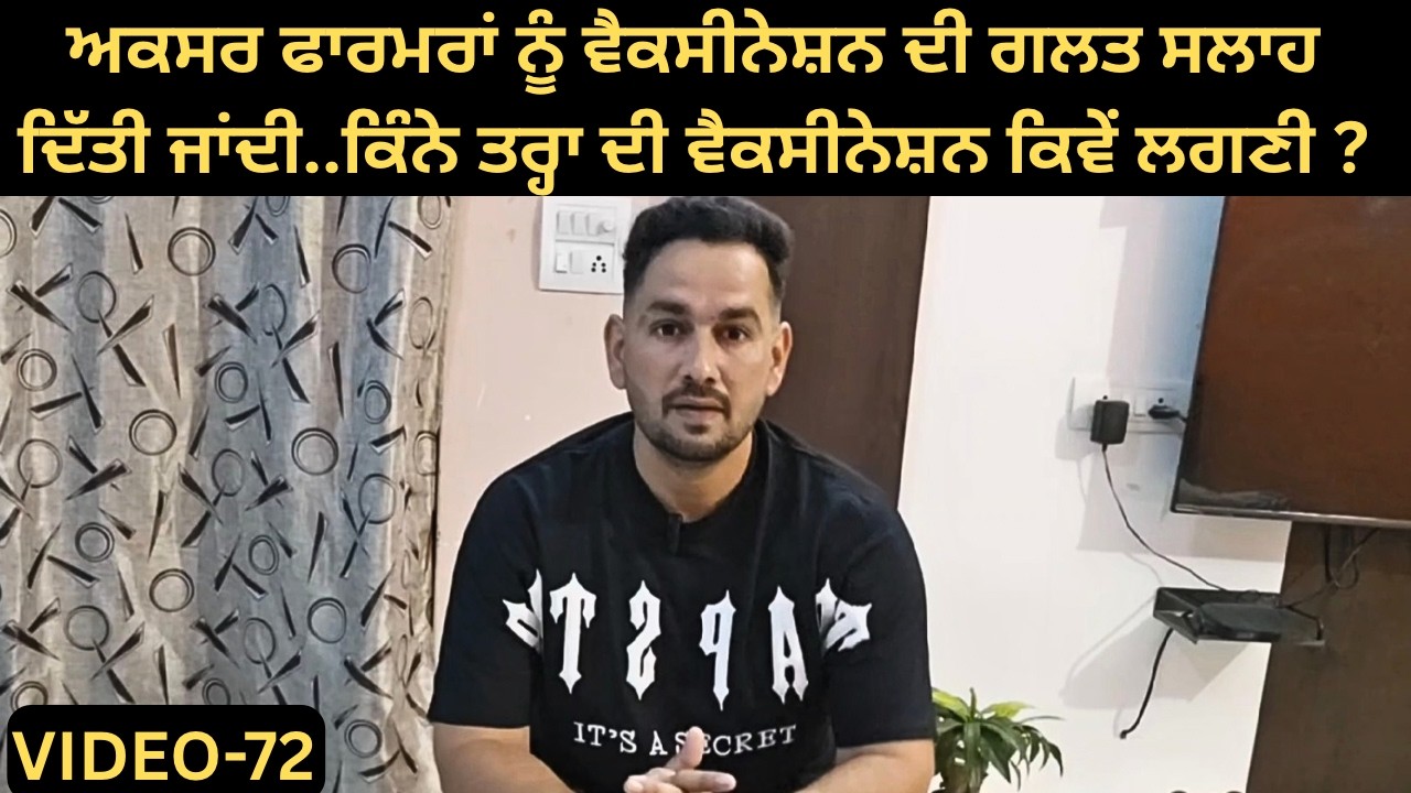 Cows Lai Makki Da Achaar Kina Paya Jaave Te Makki Kis Rate Te Leni Chaidi | Ardaas Farm ਆਲੇ