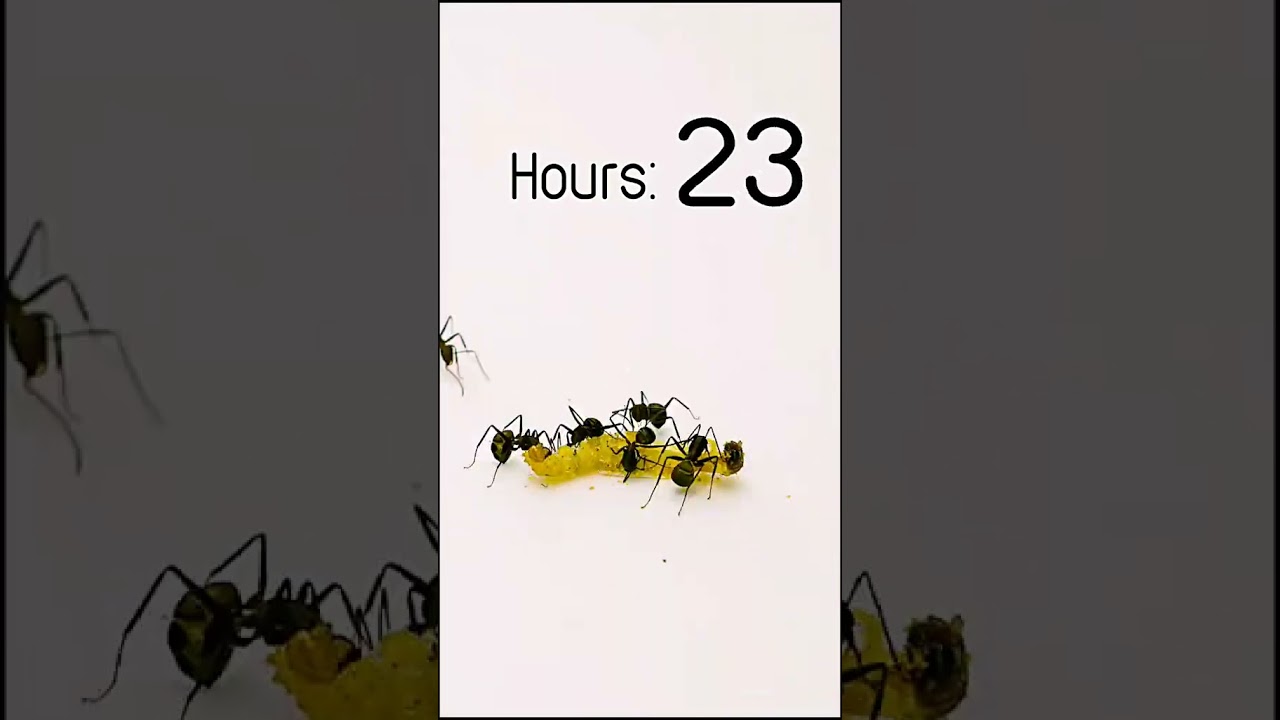 Time treats Hungry ants  #ants #maggot #rotting #timelapse #timetreat