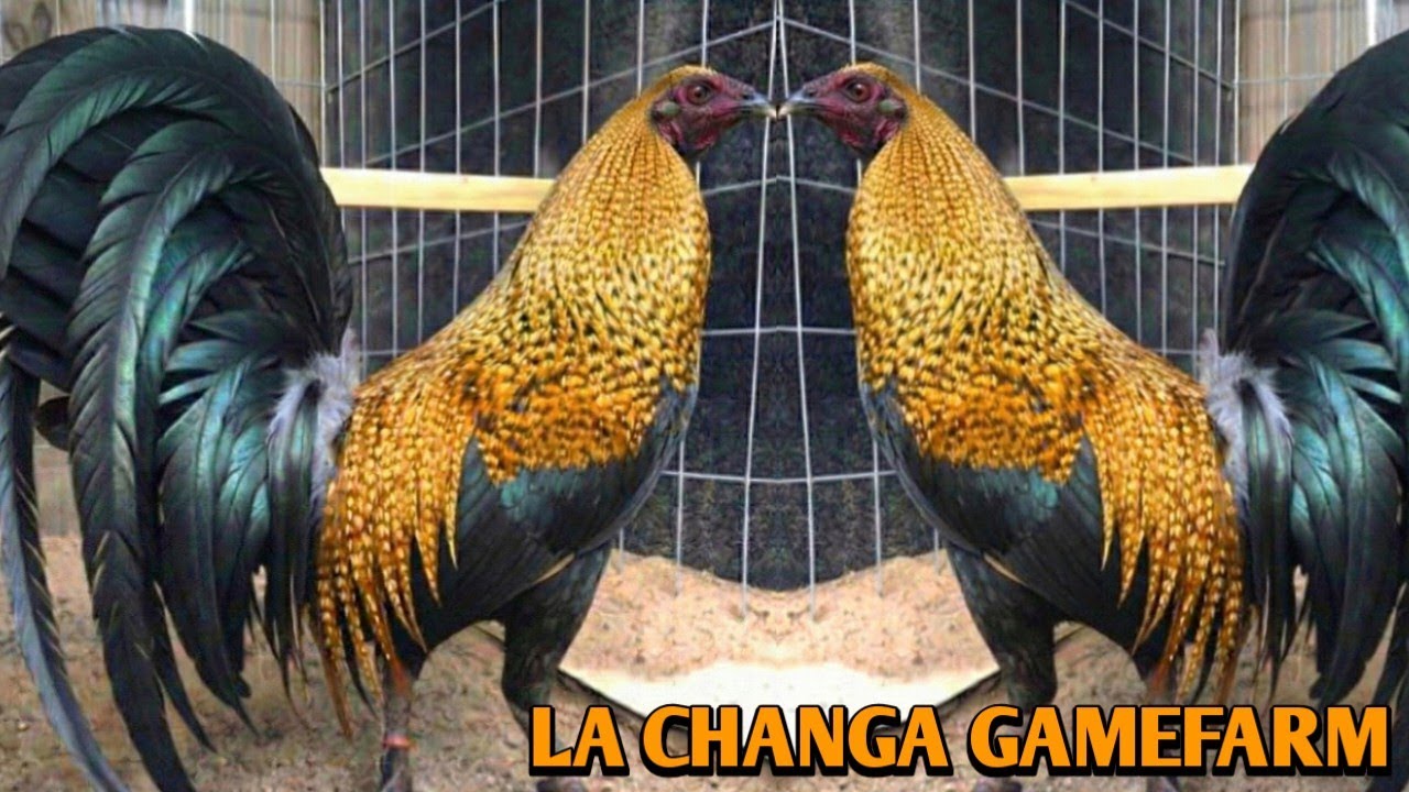 Beautiful Birds - La Changa Farms