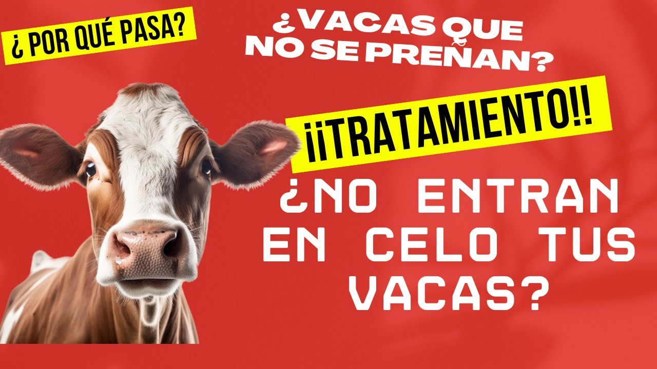 VACAS QUE NO ENTRAN EN CELO: ¿POR QUÉ PASA? / TRATAMIENTO PARA VACAS QUE NO SE PREÑAN