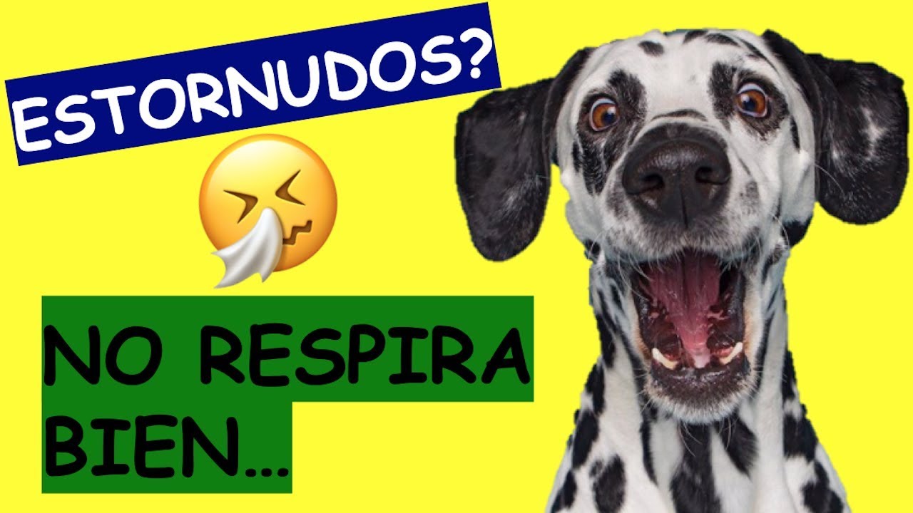 Mi PERRO tiene la NARIZ TAPADA y le cuesta RESPIRAR