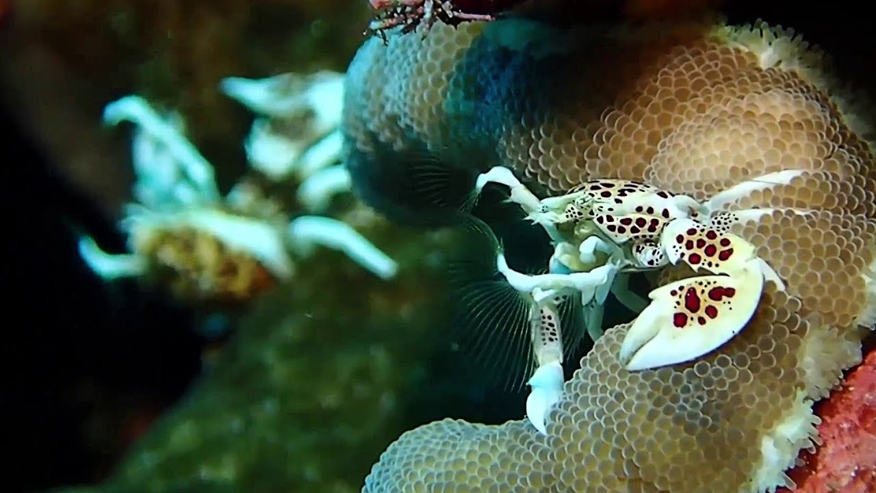 Meet Coolest Deep Sea Creatures Part 3 - Islands Sea Underwater Diving Trip