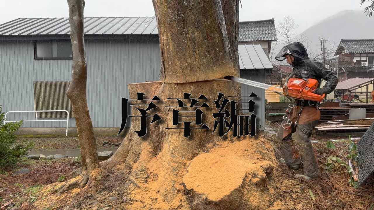 樹齢600年の欅を伐採！【序章編】