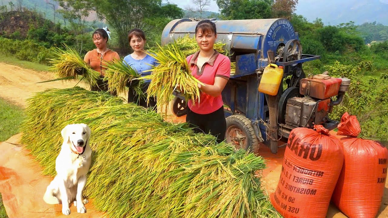 Nhất (My Bushcraft) Come To Help Harvest Rice, A Hard Working Day | Tiểu Vân Daily Life