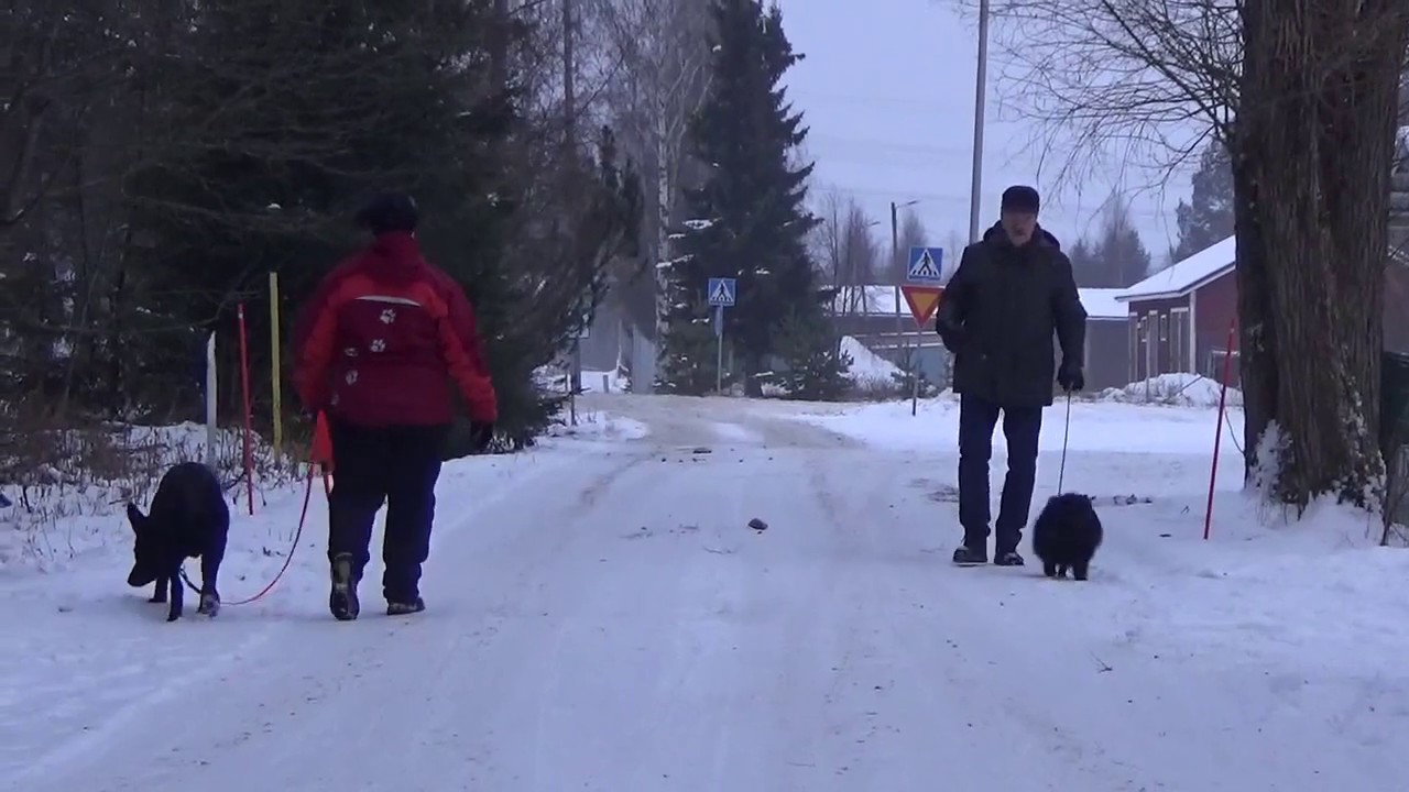 Kleinspitz:n koulutus muutos, Koirakoulu Homeetta