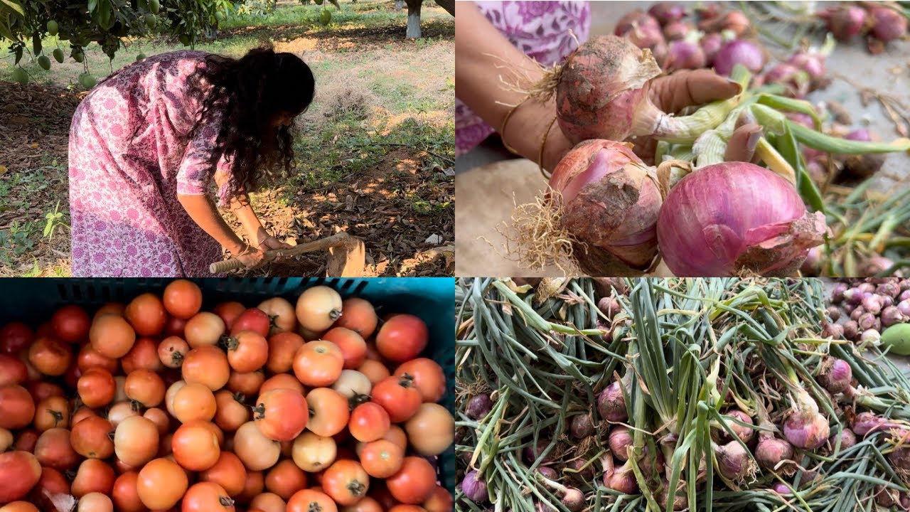 Life on a farm| ఫామ్‌లో అందరం కలిసి onions harvest చేసాము।చాల సంతోషంగా అనిపించింది।farm harvest