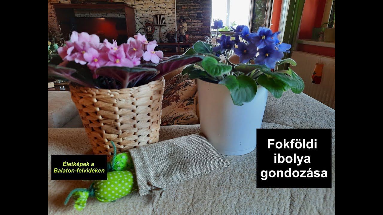 Fokföldi /afrikai/ ibolya gondozása, nevelése