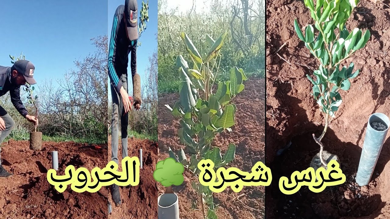غرس أشجار الخروب بطريقتي الخاصة 🤗