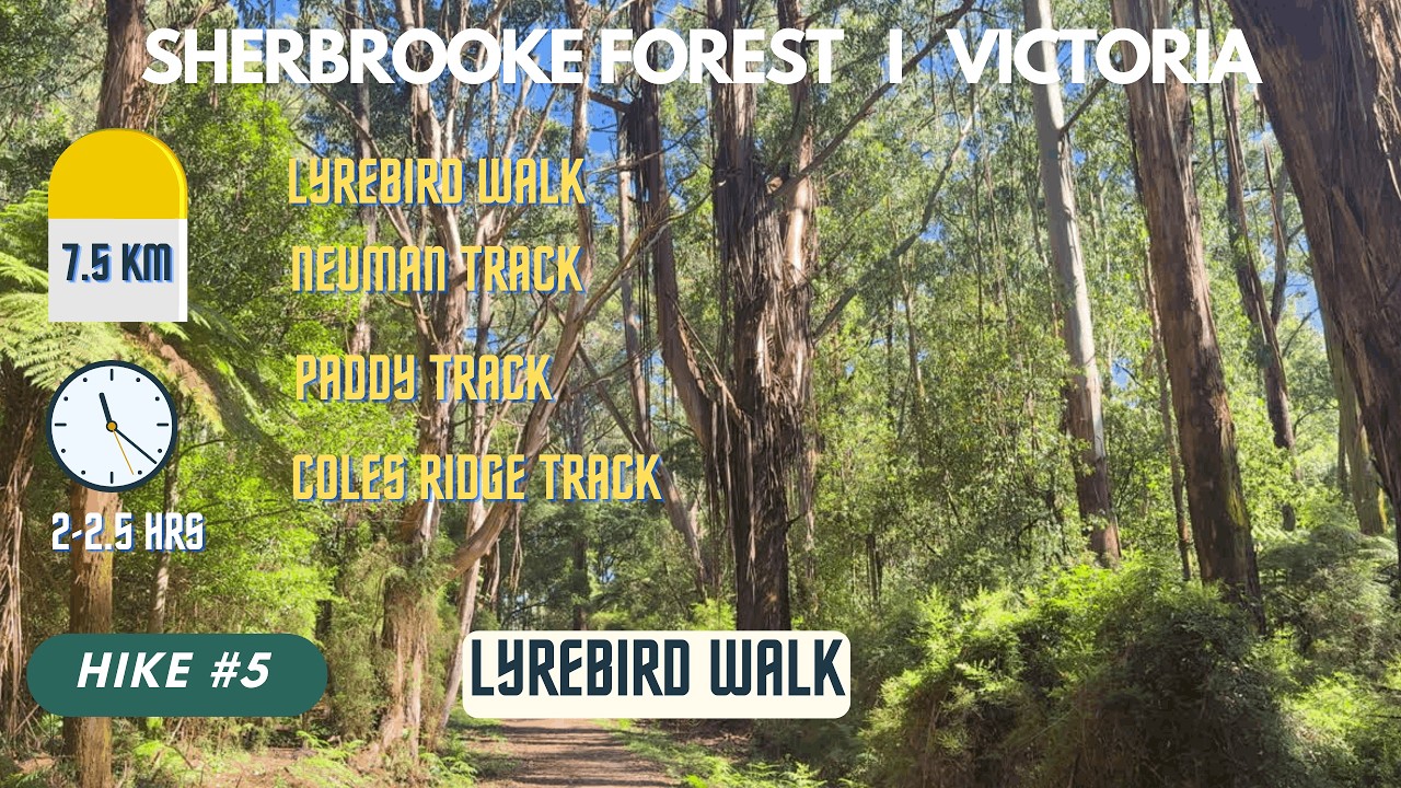 Hike #5 I Lyrebird Walk, Neuman, Paddy and Coles Ridge Track I Grant picnic ground