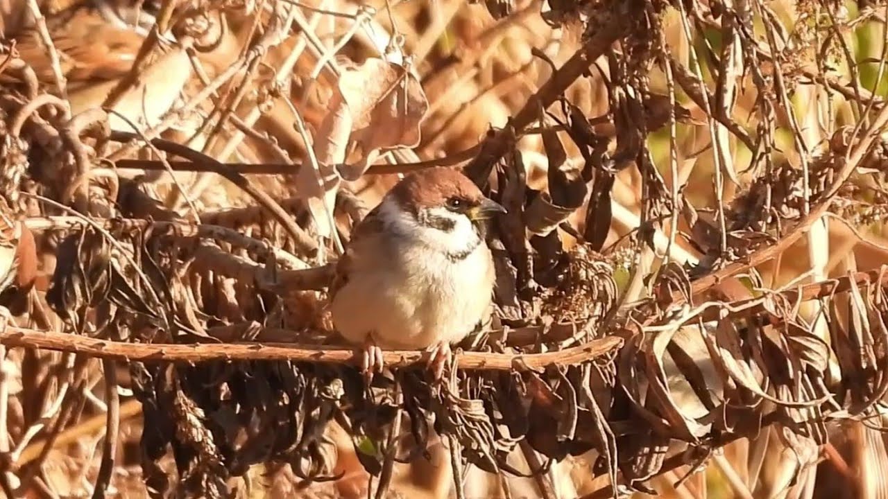 Peaceful Sunrise with Sparrows Sharing a Perch