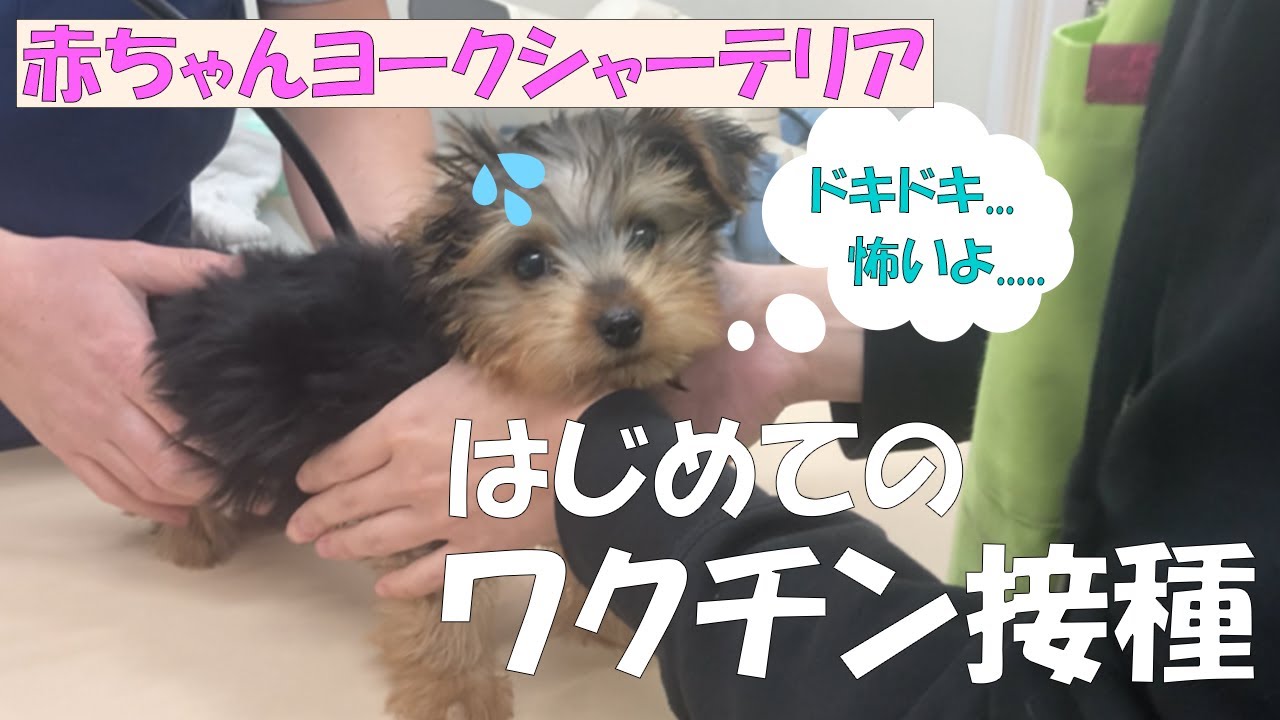 怖がりながらも注射を頑張る赤ちゃんのヨークシャーテリア