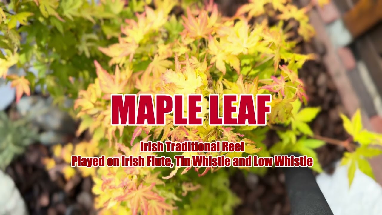 Music: Maple Leaf Reel