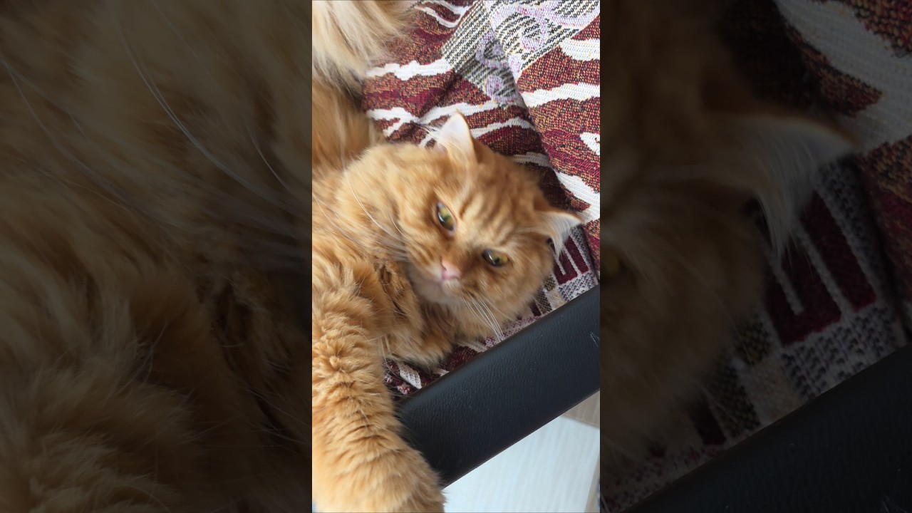 Гарної п'ятниці #гуморукраїна #ржакадосліз #кітблогер #cat
