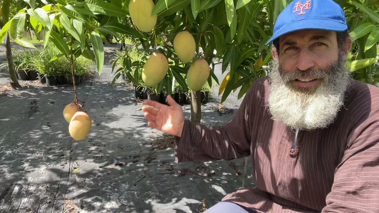 Hidden Paradise of Mangos. WOW!