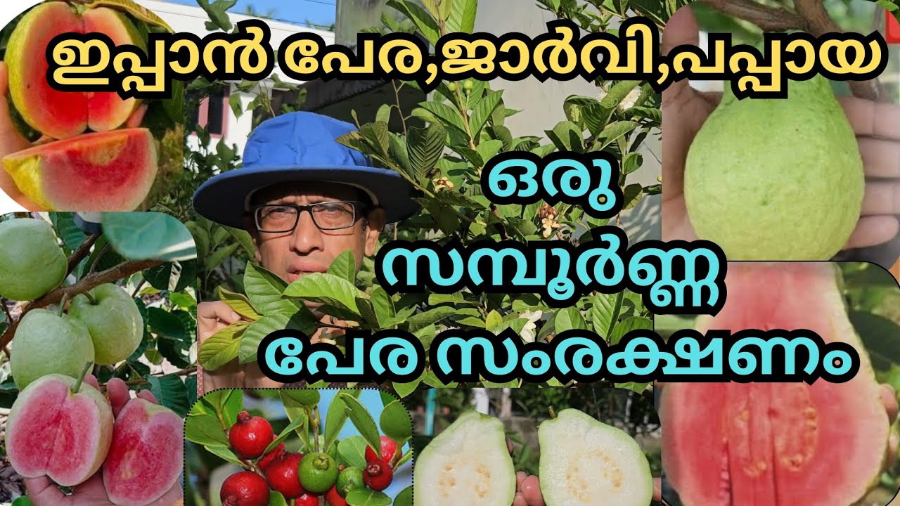 ഇനി പുഴുക്കേടില്ലാത്ത രുചികരമായ, പേരയ്ക്കയും,ചാമ്പയ്ക്കയും കഴിക്കാം#plants#fruits#guava#fertilizer