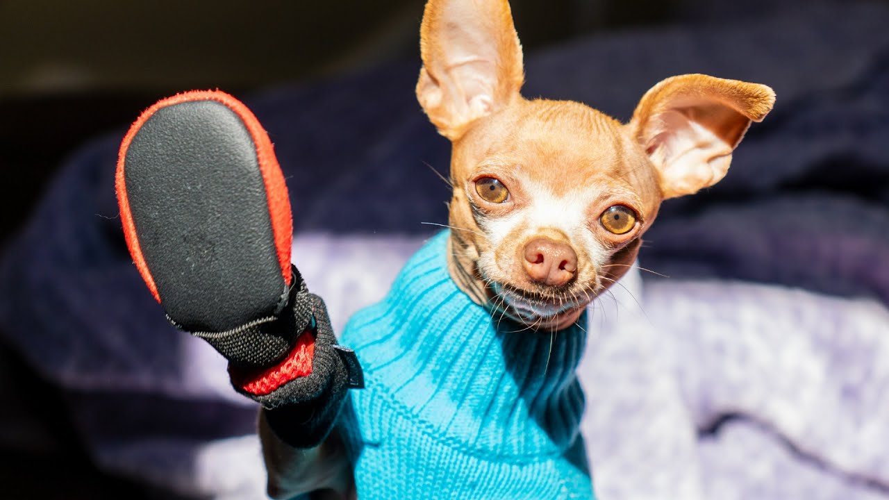 Chihuahua Unhappy About Wearing Boots for The First Time.
