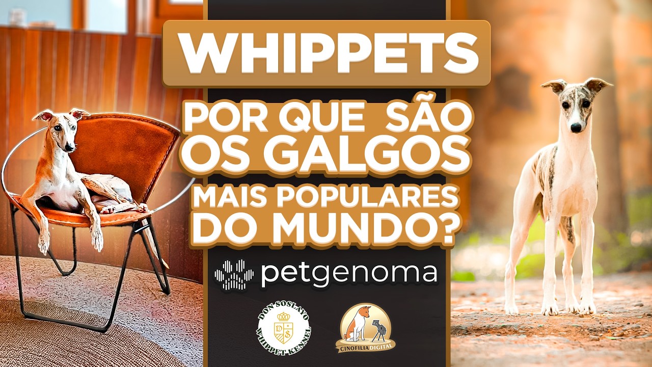 Whippets &ndash; The Elegant, Healthy, and Ideal Apartment Dog | Digital Cynophilia