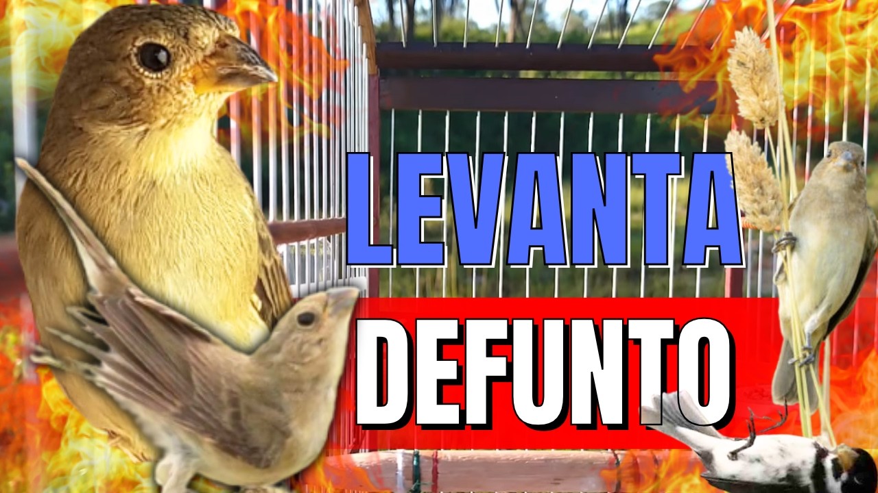 fêmea de papa capim chamando levanta até defunto seu papa capim vai ficar louco !