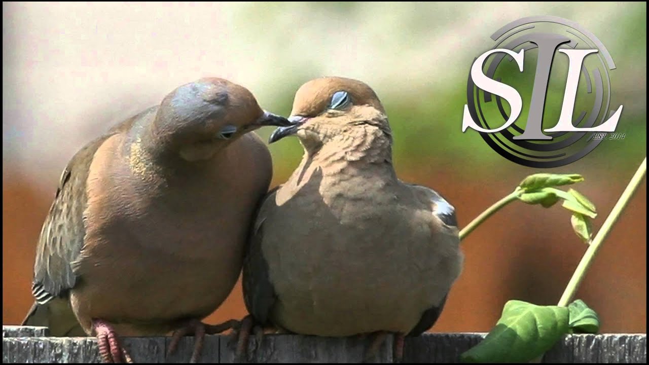 Niki and the Dove - Mother Protect (Goldroom Remix)