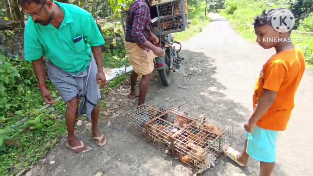 നാടൻ കോഴി വീഡിയോ