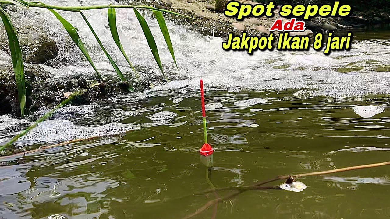 Rejeki..! Mancing Di Sungai Dangkal Arus Deras Dapat Ikan Nila Babon Liar
