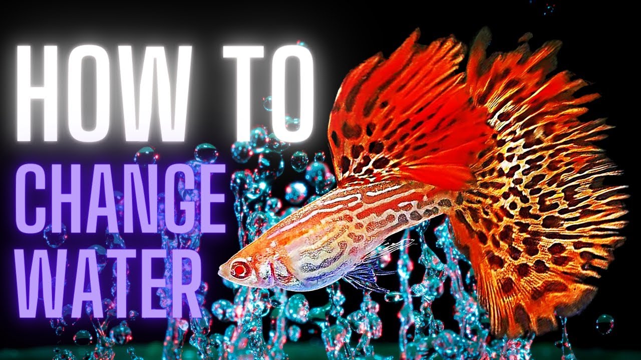 Guppy Fish Care – How to Change Water for Guppies ?