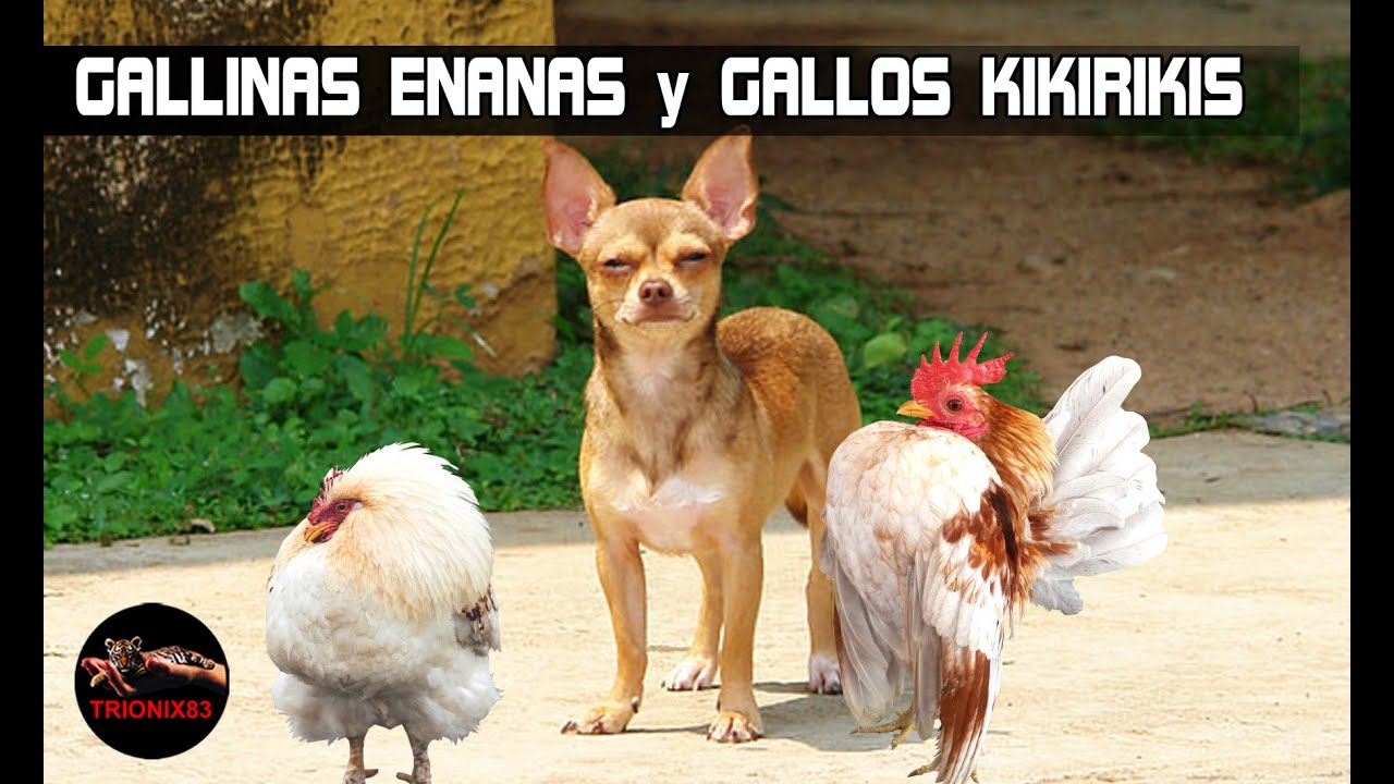 GALLINAS ENANAS y GALLOS KIKIRIKIS – Razas de gallinas miniatura