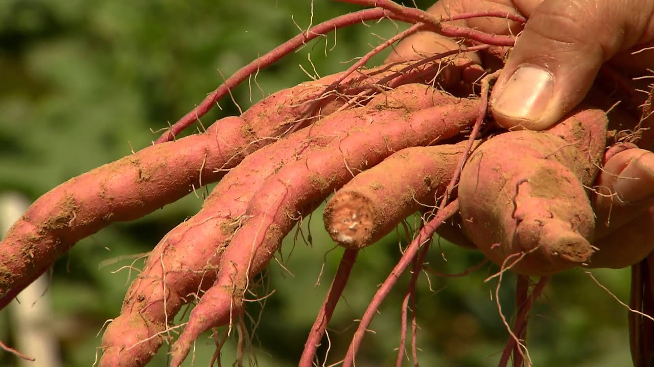 Maximizing Sweet Potato Storage Root Initiation
