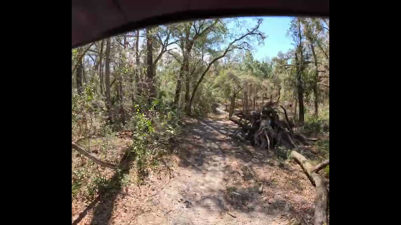 Wandering Wiregrass 1
