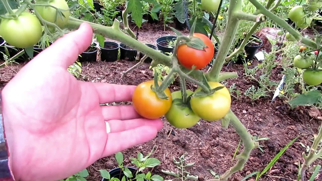 Kasvihuoneen tomaatit - Yrttimäki Permakulttuuri