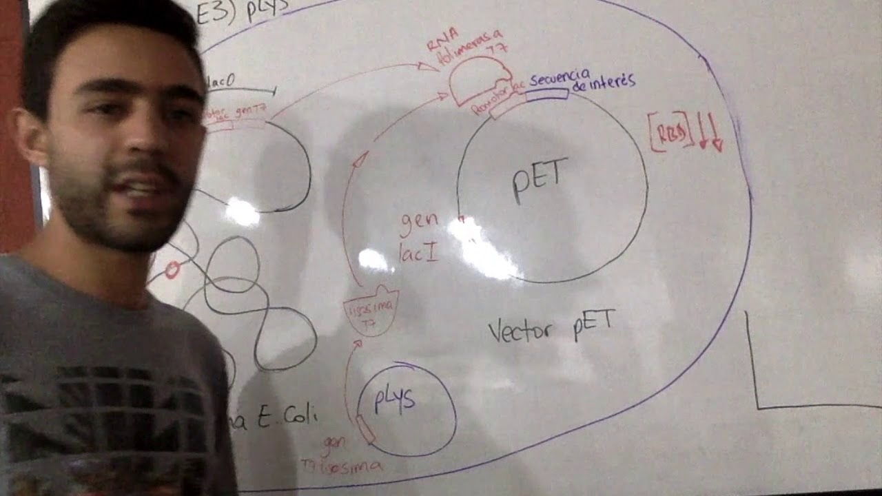 E. Coli BL21 / pLys
