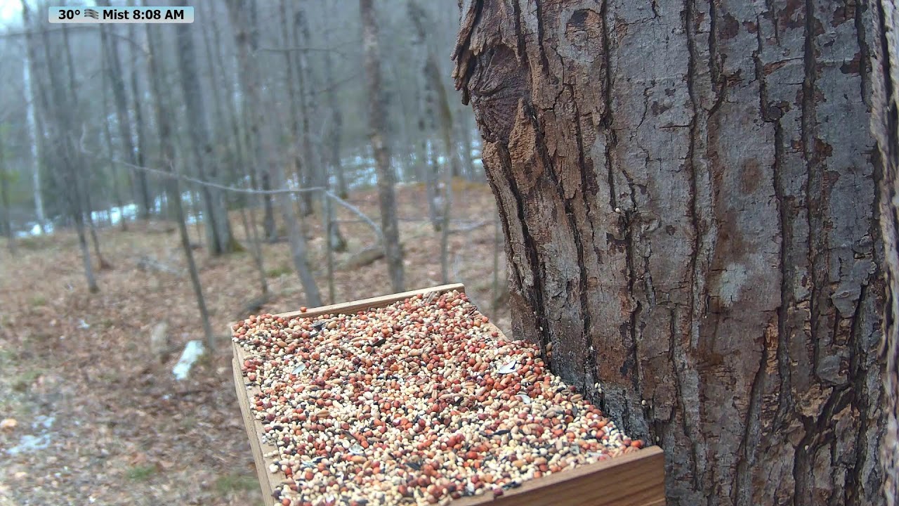 🔴 24/7 Wildlife Feeder Live | Birds, Deer & Flying Squirrels | Nicolet National Forest, Wisconsin