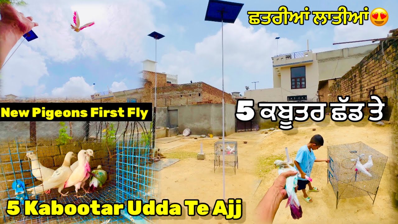 5 ਕਬੂਤਰ ਉਡਾਤੇ🕊️|| Fix ਛਤਰੀਆਂ ਲਾ ਦਿੱਤੀਆਂ || New Kabutar v Udata || #pigeon #kabootar