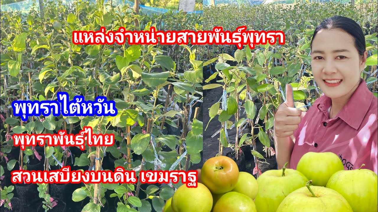 แหล่งจำหน่ายพุทราไต้หวันและพันธุ์ไทย!! พร้อมส่งทั่วประเทศ และให้คำปรึกษาตลอด