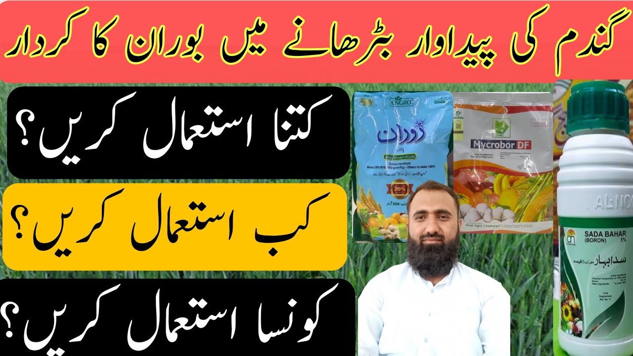 How to use boron in wheat | Bilal Kanju Official