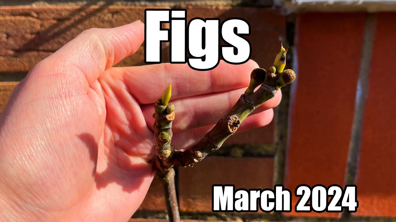 Fig Trees: Checking For Potential Brebas - March 2024
