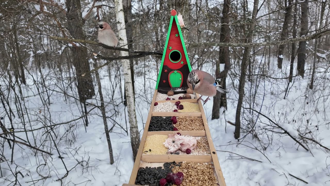 Winter Bird Feeder Frenzy ❄️ 10 Hours Sparrows Swarm the Runway Real Nature Sounds Cat TV