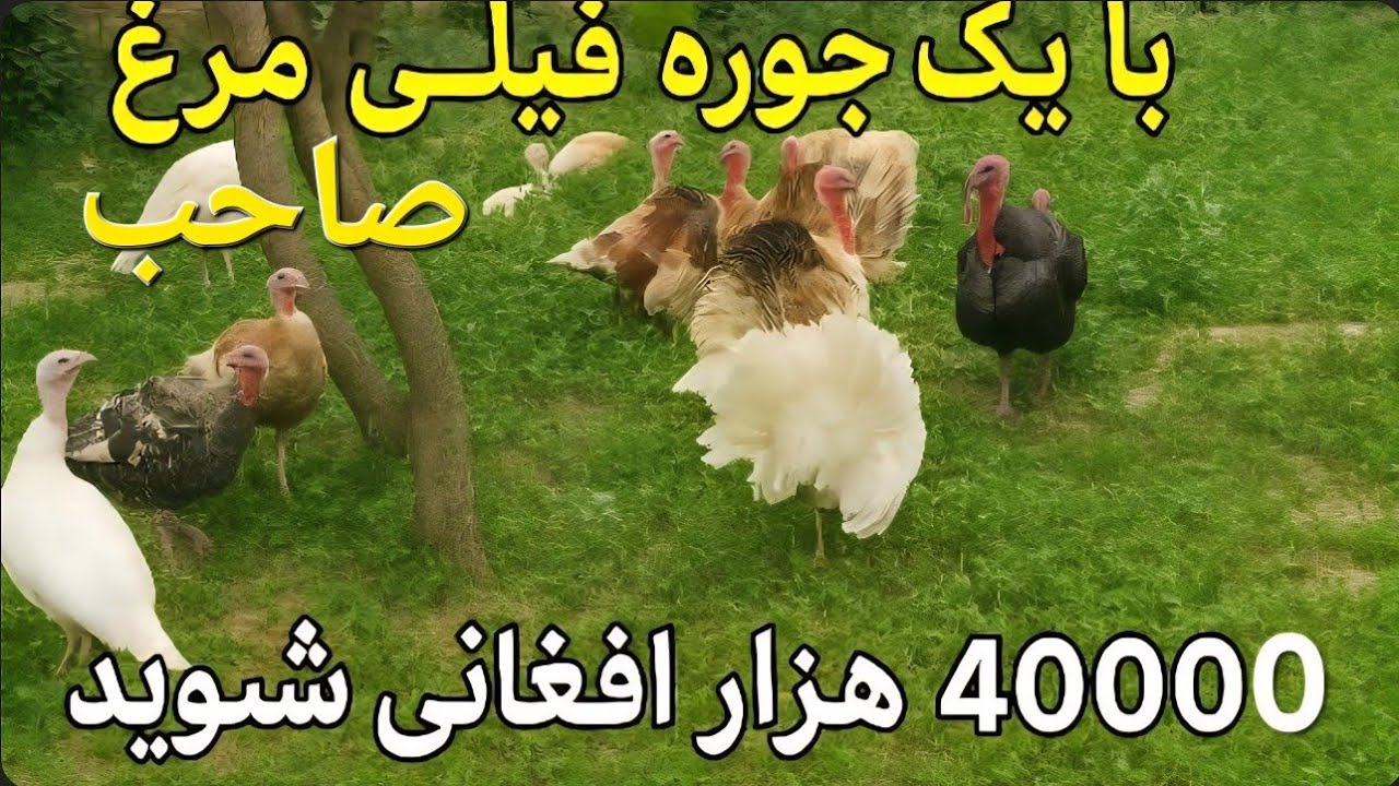 با یک جوره فیل مرغ صاحب چهل هزار افغانی شوید