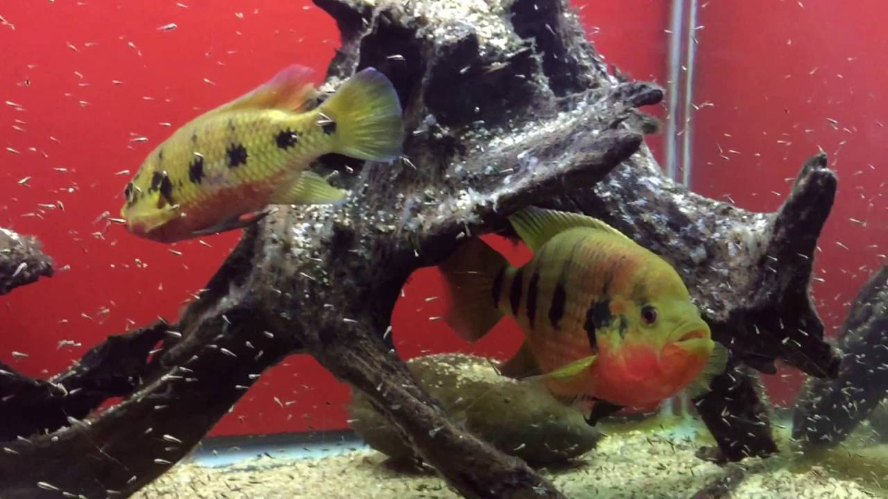Zeus & Luscious with fry - update (6192016)
