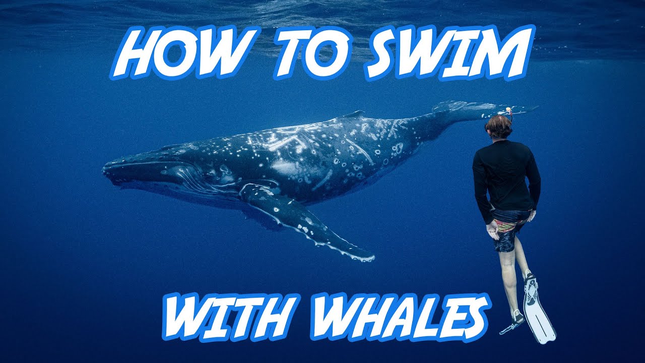 French Polynesia: Swimming with Whales in Moorea