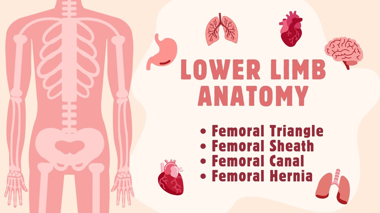 Femoral Triangle | Easy understandable video under 25 minutes | LOWER LIMB ANATOMY | MBBS ANATOMY